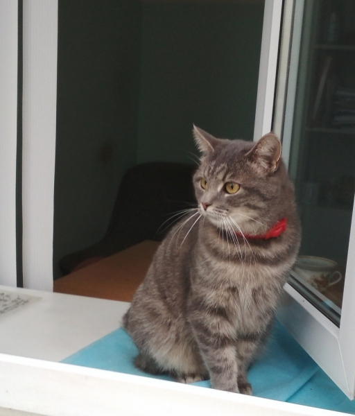 Кошки в нашей жизни. Кошки и все, что с ними связано.