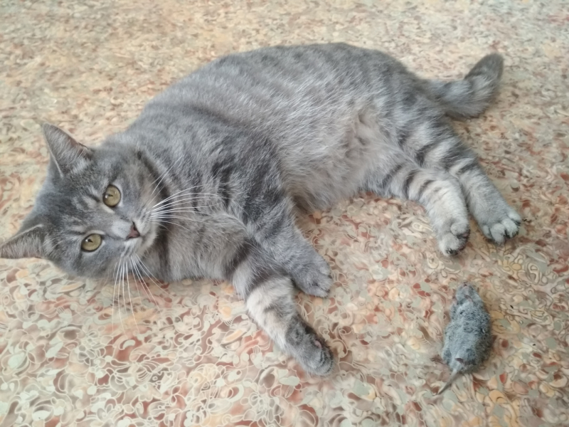 Кошки в нашей жизни. Кошки и все, что с ними связано.