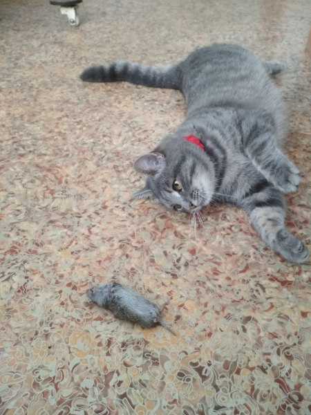 Кошки в нашей жизни. Кошки и все, что с ними связано.