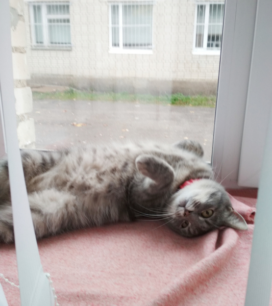 Кошки в нашей жизни. Кошки и все, что с ними связано.