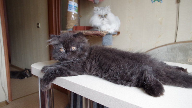 Кошки в нашей жизни. Кошки и все, что с ними связано.