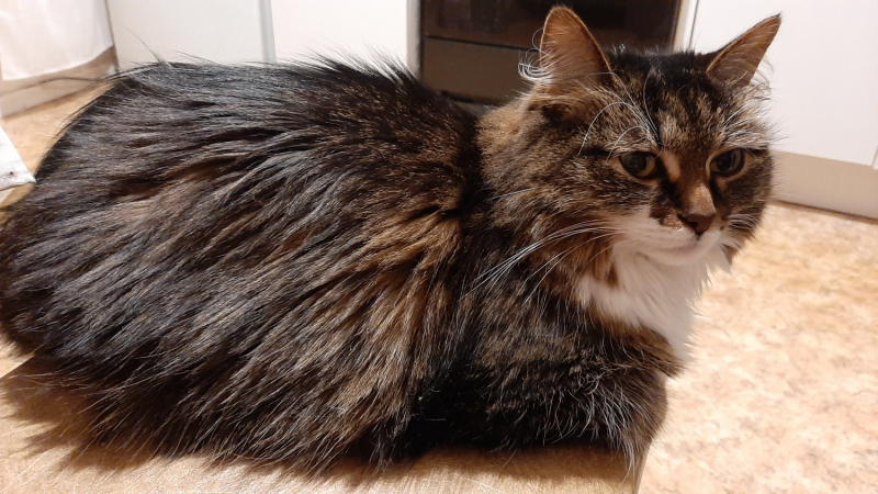 Кошки в нашей жизни. Кошки и все, что с ними связано.