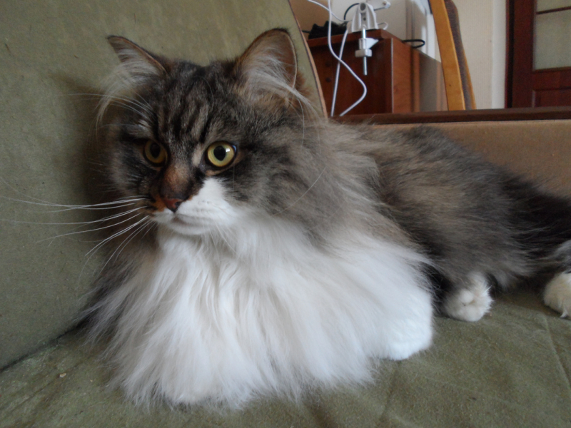 Кошки в нашей жизни. Кошки и все, что с ними связано.