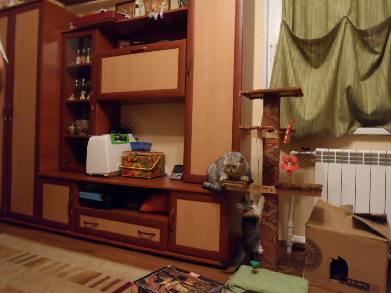 Кошки в нашей жизни. Кошки и все, что с ними связано.