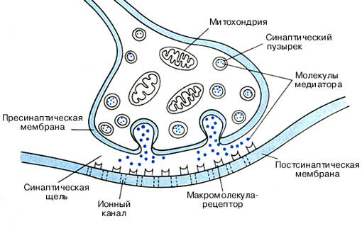 Эмиграция в Болгарию или доярка из Георгиевки