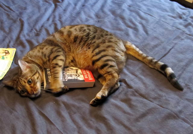 кот