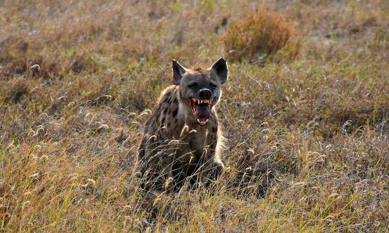 Фотографии животного мира