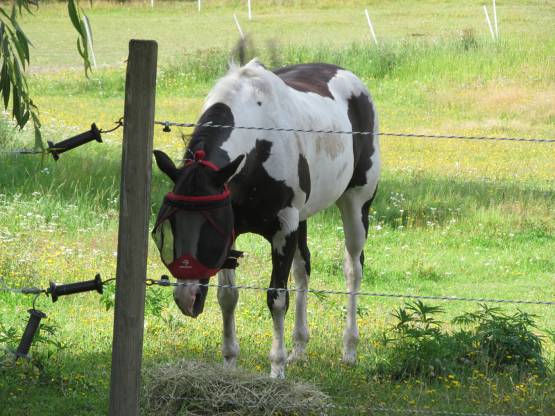 Вело Швеция (через Финляндию) август 2019г