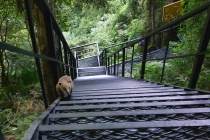 Юг Бразилии (Камбара-ду-Сул - Грамадо - Канела), январь 2012