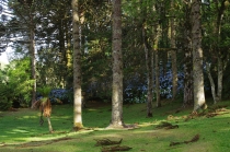 Юг Бразилии (Камбара-ду-Сул - Грамадо - Канела), январь 2012