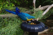 Юг Бразилии (Камбара-ду-Сул - Грамадо - Канела), январь 2012