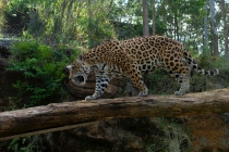 Юг Бразилии (Камбара-ду-Сул - Грамадо - Канела), январь 2012