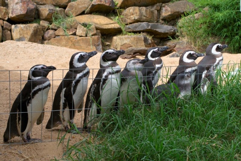 Юг Бразилии (Камбара-ду-Сул - Грамадо - Канела), январь 2012