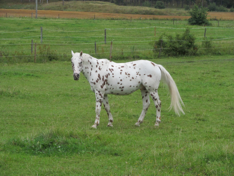 Вело Швеция (через Финляндию) август 2019г