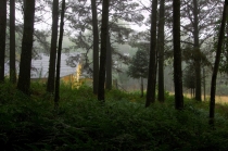 Юг Бразилии (Камбара-ду-Сул - Грамадо - Канела), январь 2012