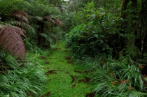 Юг Бразилии (Камбара-ду-Сул - Грамадо - Канела), январь 2012