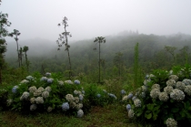 Юг Бразилии (Камбара-ду-Сул - Грамадо - Канела), январь 2012