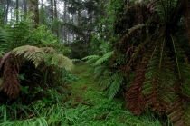 Юг Бразилии (Камбара-ду-Сул - Грамадо - Канела), январь 2012