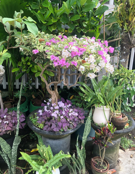 Ветер перемен или Манила заманила.