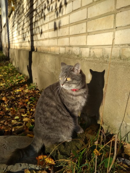 Кошки в нашей жизни. Кошки и все, что с ними связано.