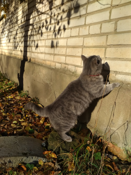 Кошки в нашей жизни. Кошки и все, что с ними связано.