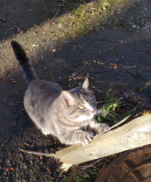 Кошки в нашей жизни. Кошки и все, что с ними связано.