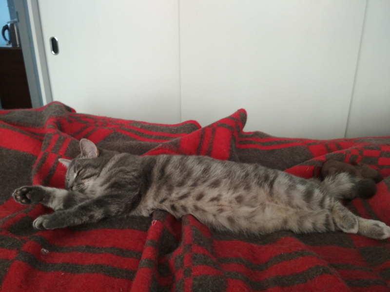 Кошки в нашей жизни. Кошки и все, что с ними связано.