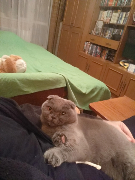 Кошки в нашей жизни. Кошки и все, что с ними связано.