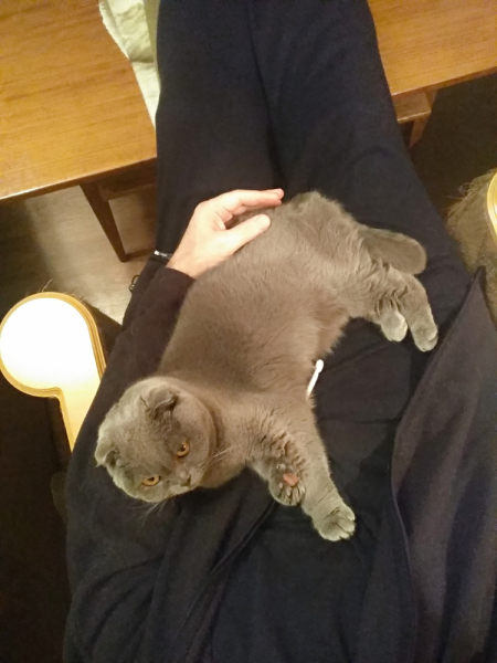 Кошки в нашей жизни. Кошки и все, что с ними связано.