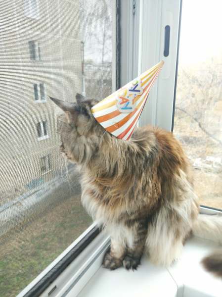 Кошки в нашей жизни. Кошки и все, что с ними связано.