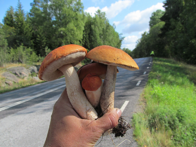 Вело Швеция (через Финляндию) август 2019г