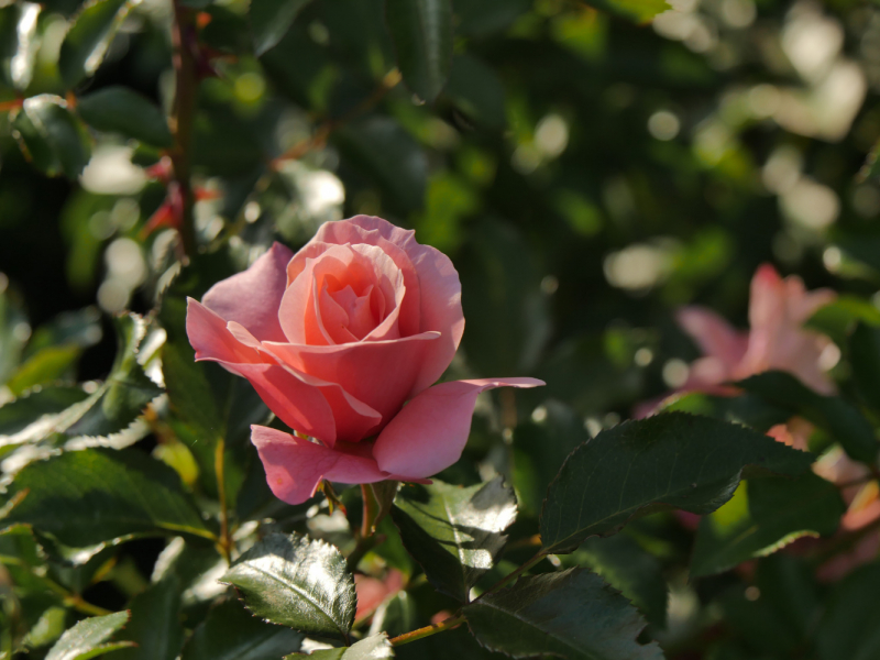 Провинциальная Португалия