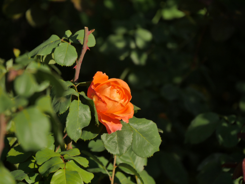 Провинциальная Португалия