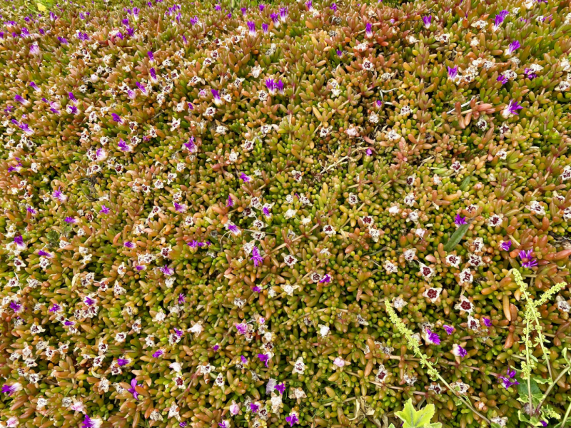 Британский гранд вояж на авто или «Отпуск — это маленькая жизнь»