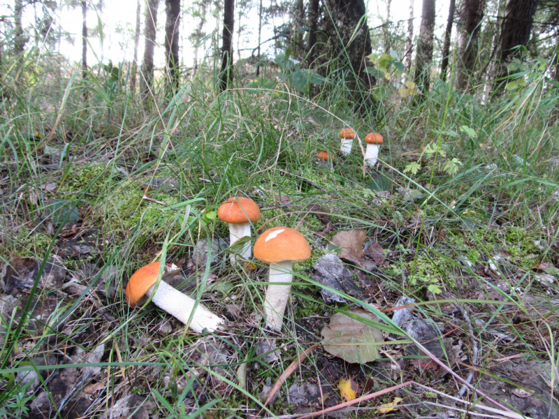 Вело Швеция (через Финляндию) август 2019г