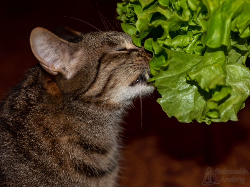 Кошки в нашей жизни. Кошки и все, что с ними связано.