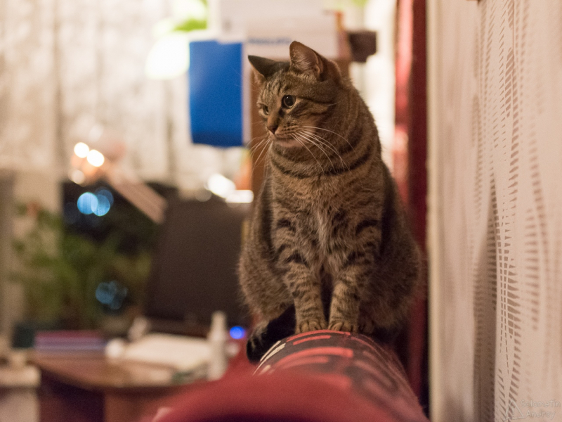 Кошки в нашей жизни. Кошки и все, что с ними связано.