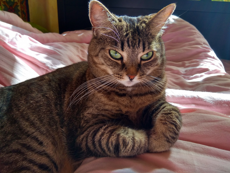 Кошки в нашей жизни. Кошки и все, что с ними связано.