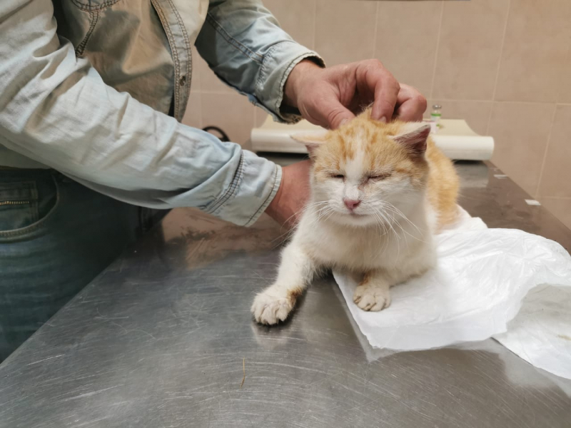 Кошки в нашей жизни. Кошки и все, что с ними связано.