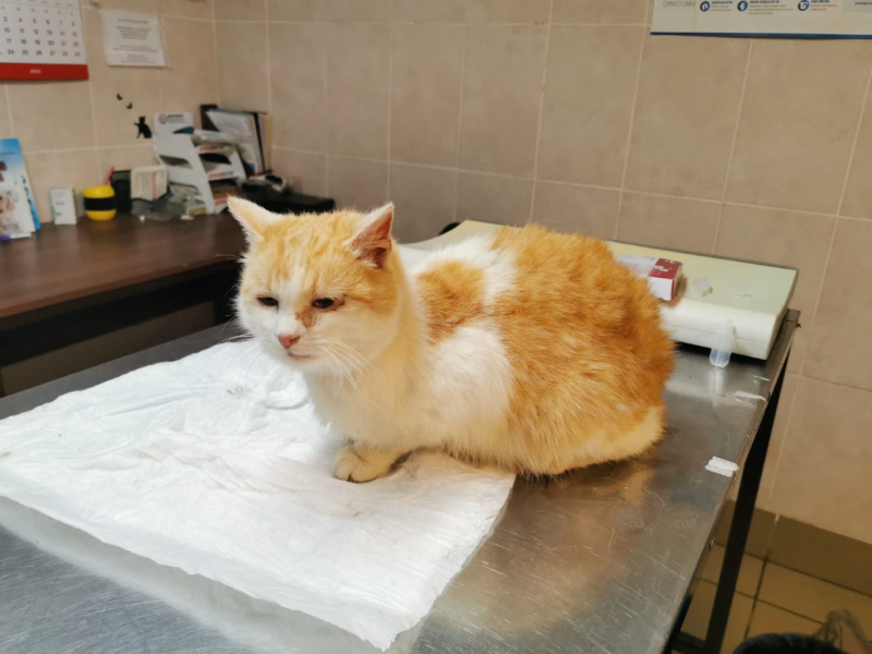 Кошки в нашей жизни. Кошки и все, что с ними связано.