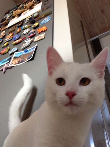 Кошки в нашей жизни. Кошки и все, что с ними связано.