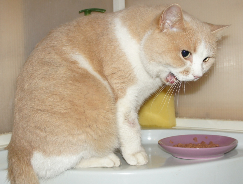 Кошки в нашей жизни. Кошки и все, что с ними связано.