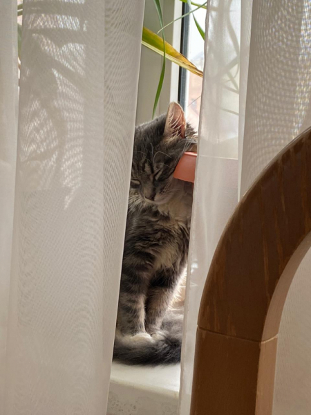 Кошки в нашей жизни. Кошки и все, что с ними связано.