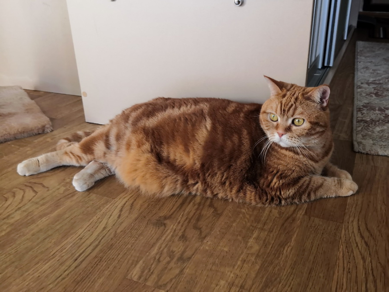 Кошки в нашей жизни. Кошки и все, что с ними связано.