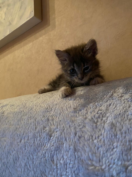 Кошки в нашей жизни. Кошки и все, что с ними связано.