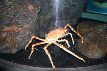 океанариум в Бангкоке (Siam Paragon)