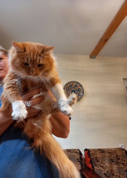 Кошки в нашей жизни. Кошки и все, что с ними связано.