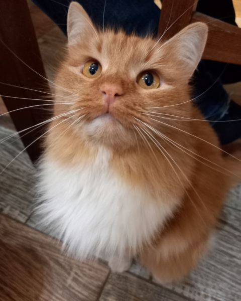 Кошки в нашей жизни. Кошки и все, что с ними связано.