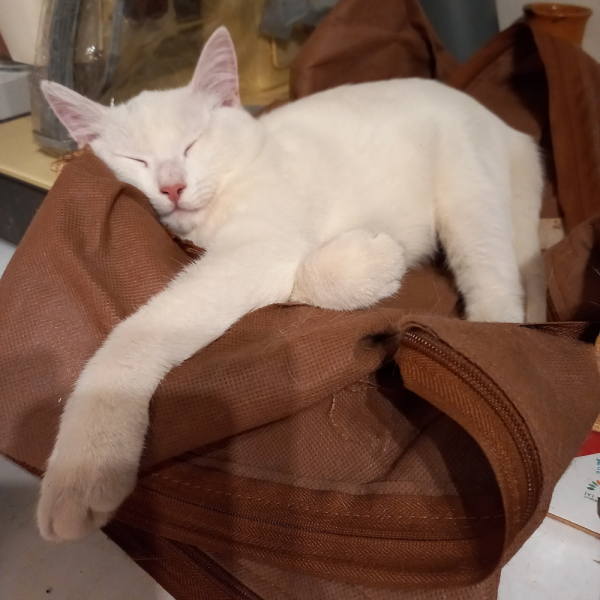 Кошки в нашей жизни. Кошки и все, что с ними связано.