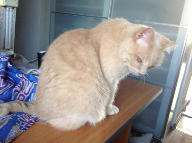 Кошки в нашей жизни. Кошки и все, что с ними связано.